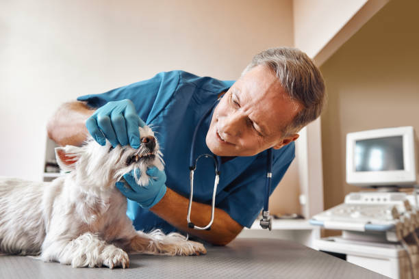 Best Emergency Gum Treatment in Lawndale, CA